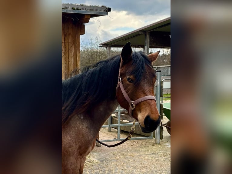American Quarter Horse Mare 2 years 15 hh Roan-Bay in Ensdorf