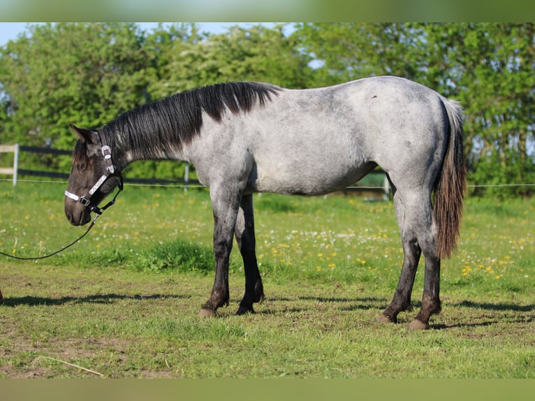 American Quarter Horse Mare 2 years 15 hh Roan-Blue in Elmenhorst-Lichtenhagen