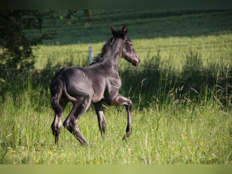 American Quarter Horse Mare 2 years 15 hh Roan-Blue in Langenbach