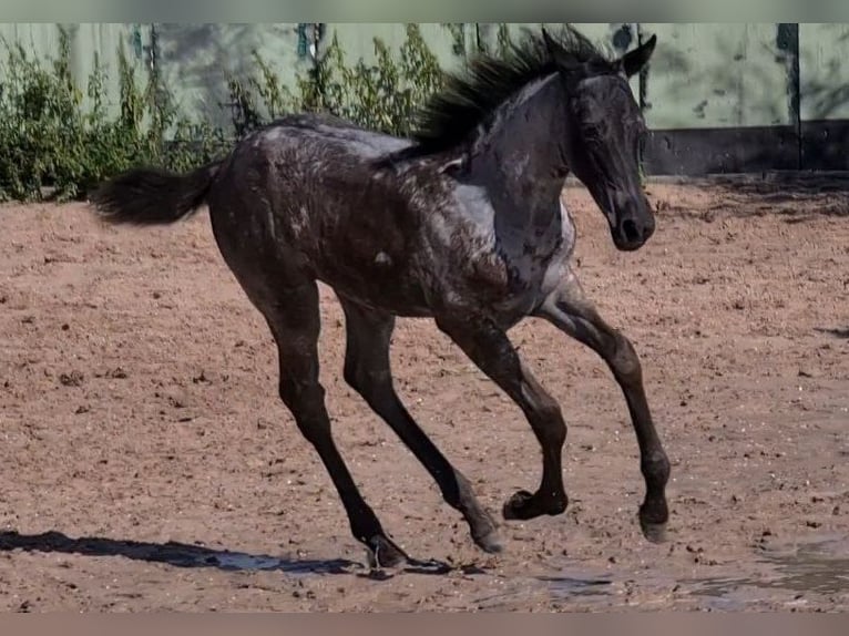 American Quarter Horse Mare 2 years 15 hh Roan-Blue in Langenbach