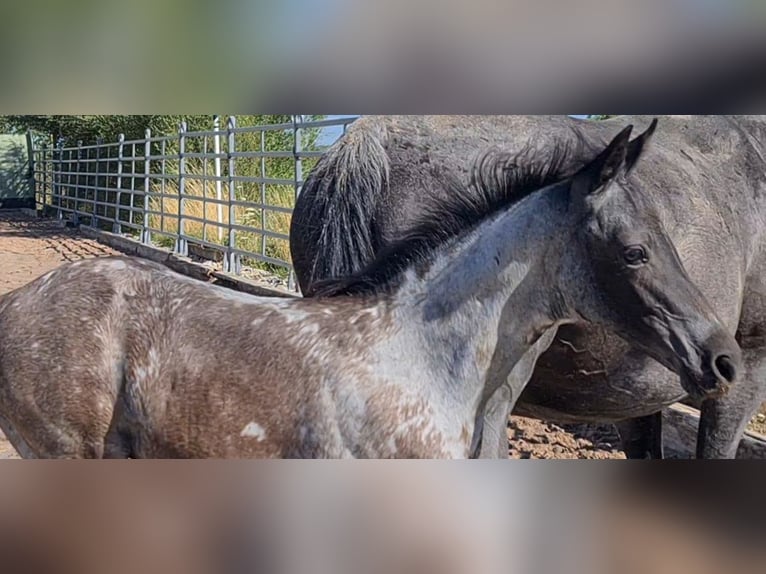 American Quarter Horse Mare 2 years 15 hh Roan-Blue in Langenbach