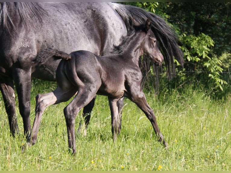 American Quarter Horse Mare 2 years 15 hh Roan-Blue in Langenbach