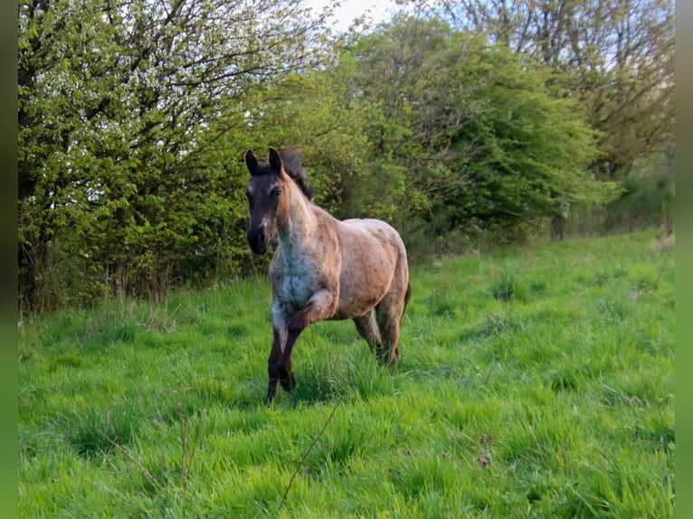 American Quarter Horse Mare 2 years 15 hh Roan-Blue in Breitenbach