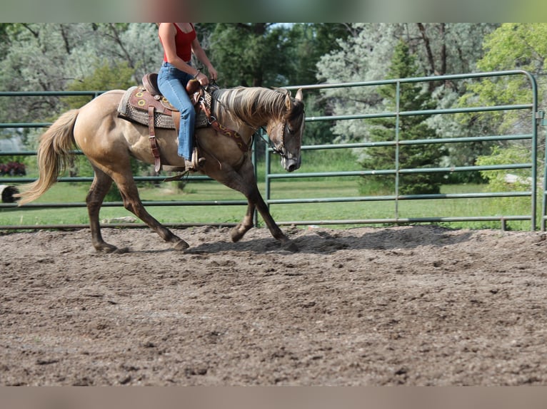 American Quarter Horse Mare 2 years 15,1 hh Dun in Fort Collins, CO