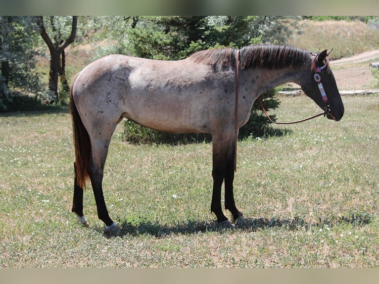 American Quarter Horse Mare 2 years 15,1 hh Roan-Blue in Fort Collins