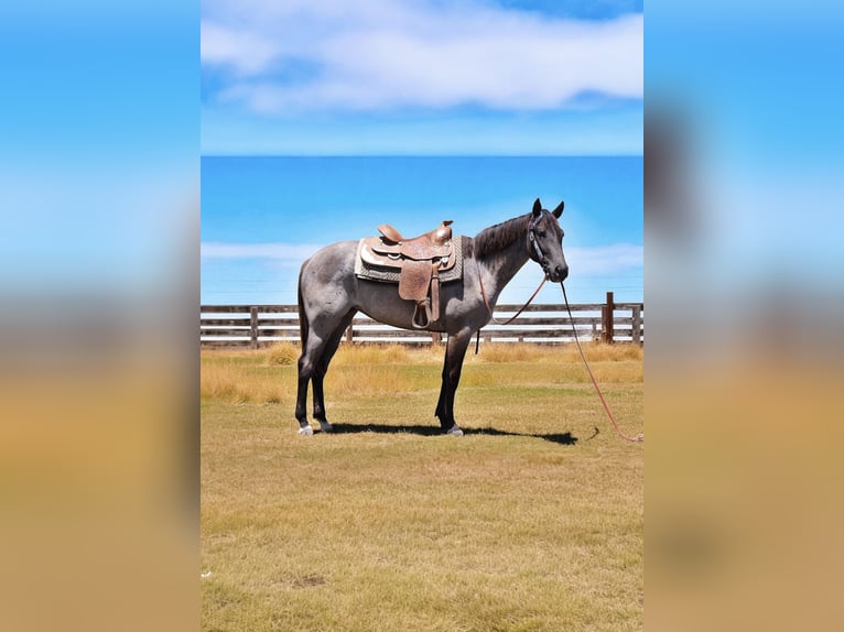 American Quarter Horse Mare 2 years 15,1 hh Roan-Blue in Fort Collins