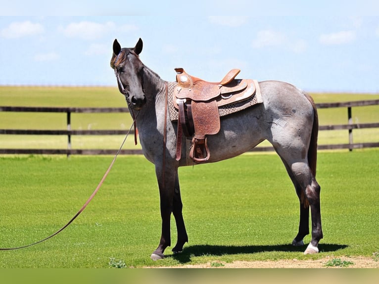 American Quarter Horse Mare 2 years 15,1 hh Roan-Blue in Fort Collins