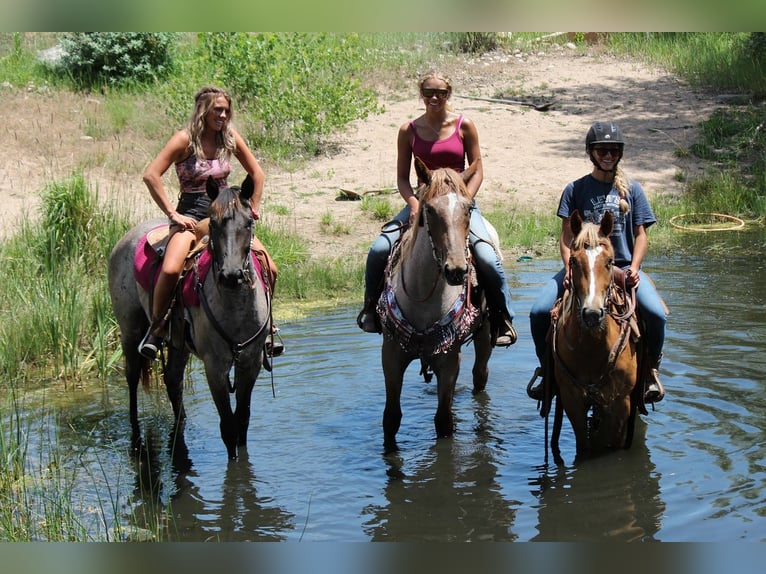 American Quarter Horse Mare 2 years 15,1 hh Roan-Blue in Fort Collins