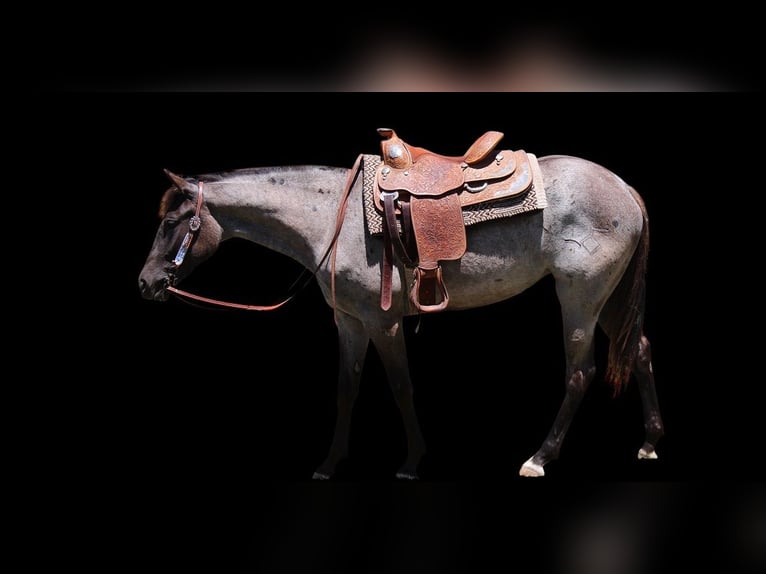 American Quarter Horse Mare 2 years 15,1 hh Roan-Blue in Fort Collins