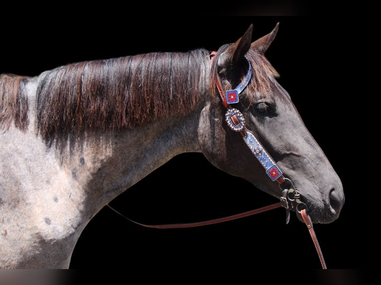 American Quarter Horse Mare 2 years 15,1 hh Roan-Blue in Fort Collins