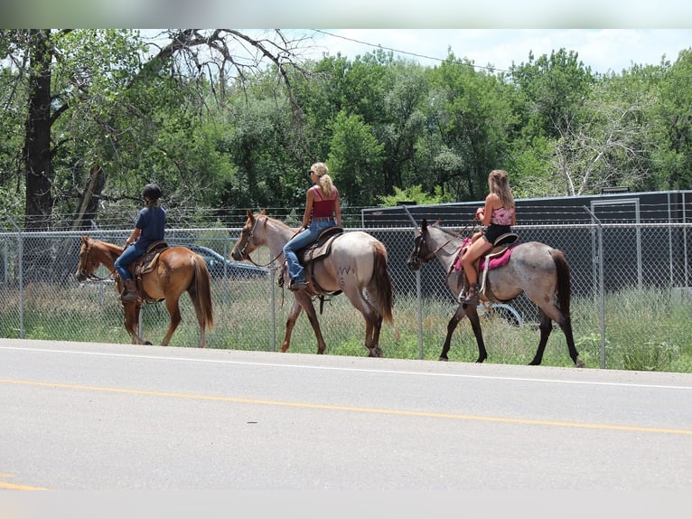 American Quarter Horse Mare 2 years 15,1 hh Roan-Blue in Fort Collins