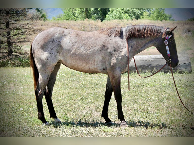 American Quarter Horse Mare 2 years 15,1 hh Roan-Blue in Fort Collins
