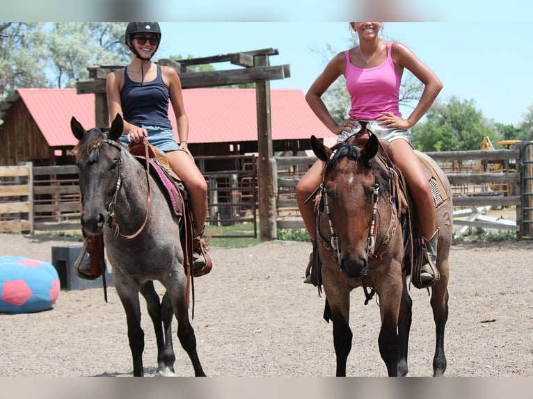 American Quarter Horse Mare 2 years 15,1 hh Roan-Blue in Fort Collins