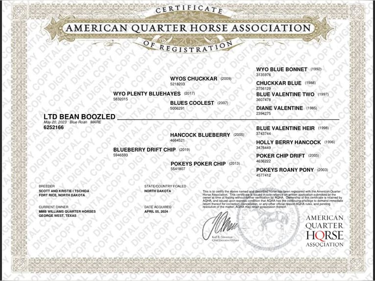 American Quarter Horse Mare 2 years 15,1 hh Roan-Blue in Fort Collins