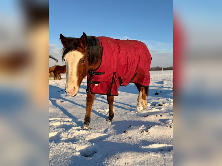 American Quarter Horse Mare 2 years 15,1 hh Roan-Red in Rostock