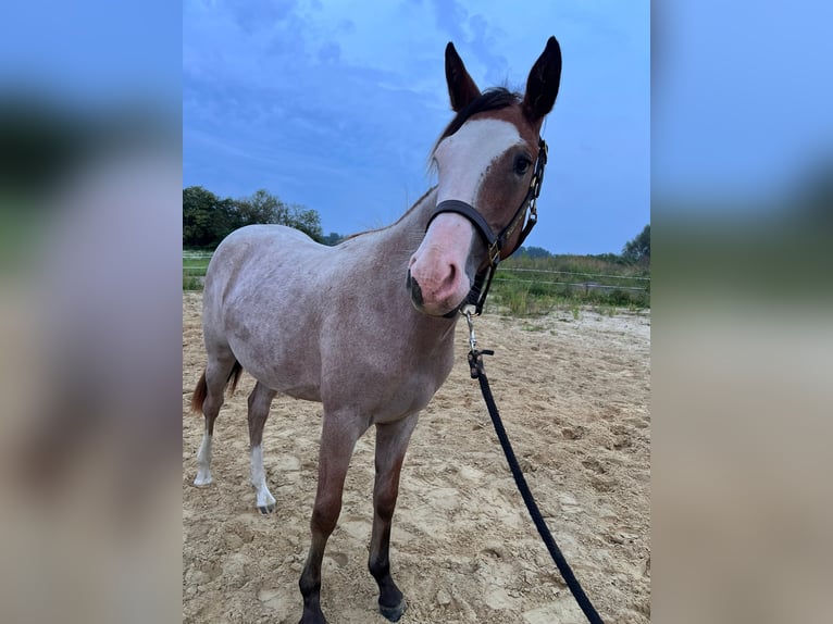 American Quarter Horse Mare 2 years 15,1 hh Roan-Red in Rostock