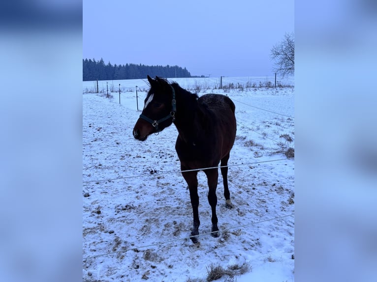 American Quarter Horse Mare 2 years 15,2 hh Brown in Altenstadt an der Waldnaab