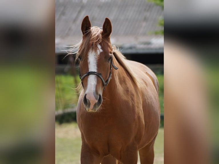American Quarter Horse Mare 2 years 15,2 hh Chestnut-Red in Langenau