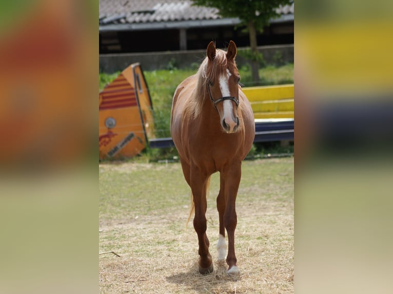 American Quarter Horse Mare 2 years 15,2 hh Chestnut-Red in Langenau