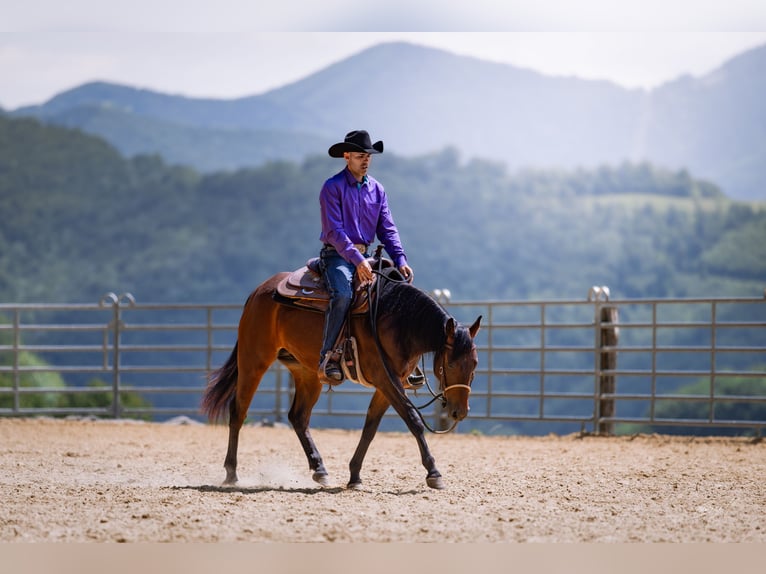 American Quarter Horse Mare 2 years Bay in Vordereben