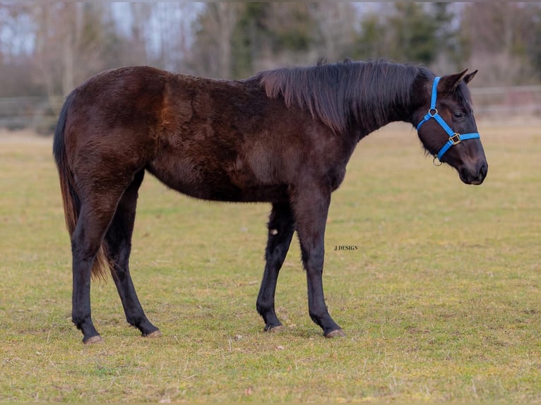 American Quarter Horse Mare 2 years Black in Deggenhausertal