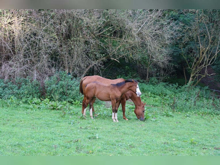 American Quarter Horse Mare 2 years Brown in Neuwied