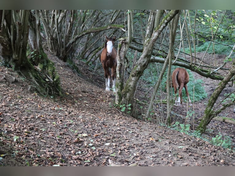 American Quarter Horse Mare 2 years Brown in Neuwied