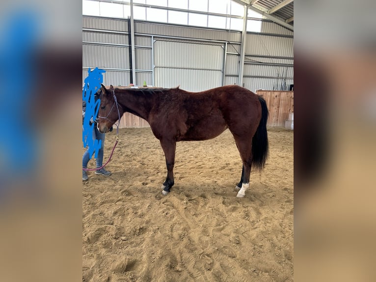 American Quarter Horse Mare 2 years Brown in Marbach am Walde