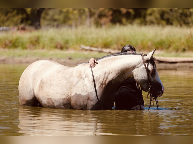 American Quarter Horse Mare 2 years Buckskin in Mount Vernon