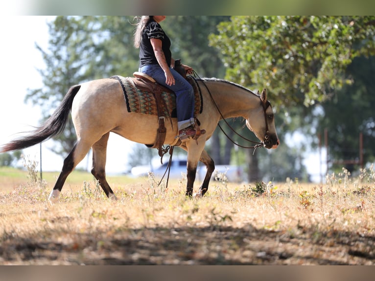 American Quarter Horse Mare 2 years Buckskin in Mount Vernon