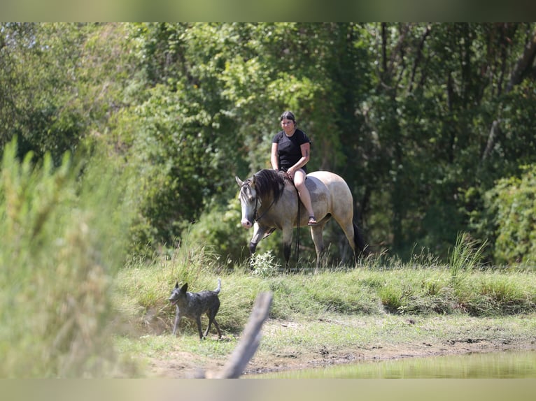 American Quarter Horse Mare 2 years Buckskin in Mount Vernon