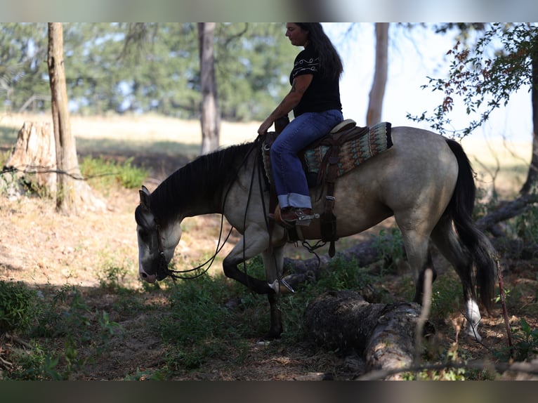American Quarter Horse Mare 2 years Buckskin in Mount Vernon