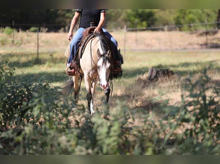 American Quarter Horse Mare 2 years Buckskin in Mount Vernon