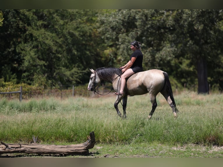 American Quarter Horse Mare 2 years Buckskin in Mount Vernon