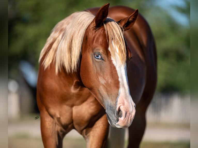 American Quarter Horse Mare 2 years Chestnut in Amarillo