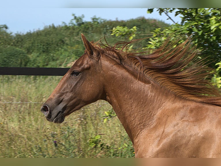 American Quarter Horse Mare 2 years Chestnut-Red in Biberach an der Ri&#xDF;