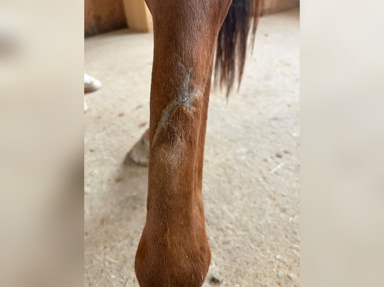 American Quarter Horse Mare 2 years Chestnut-Red in Arnbruck