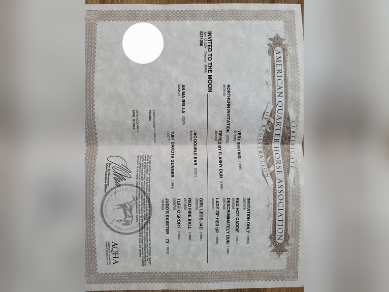 American Quarter Horse Mare 2 years Chestnut-Red in Świdnica