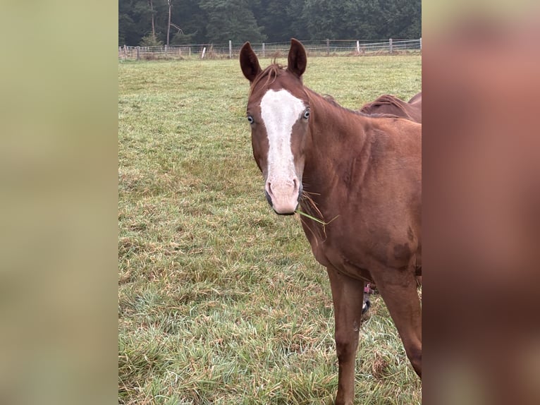 American Quarter Horse Mare 2 years Chestnut-Red in Hagen im BremischenHagen im Bremischen