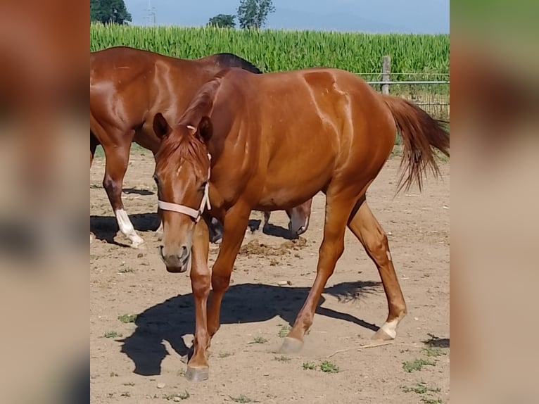 American Quarter Horse Mare 2 years Chestnut-Red in Fossano