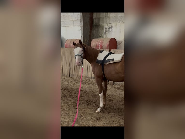 American Quarter Horse Mare 2 years Chestnut-Red in Nidderau