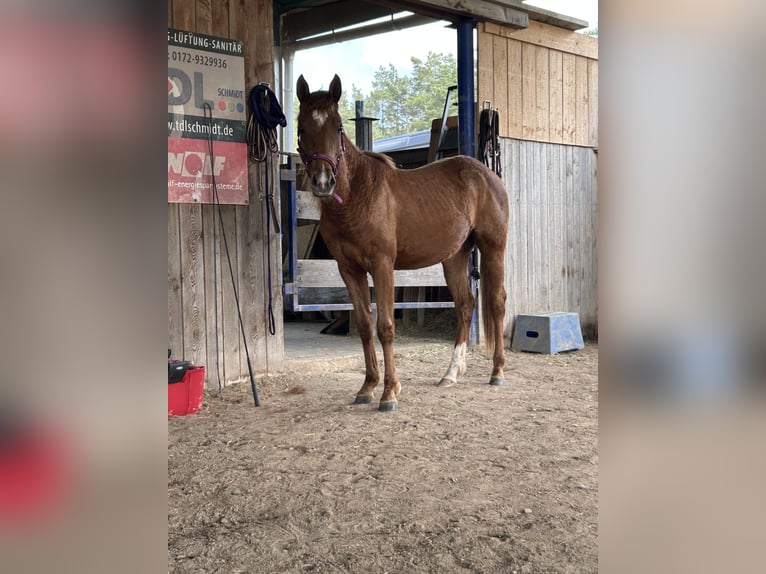 American Quarter Horse Mare 2 years Chestnut-Red in Rosa