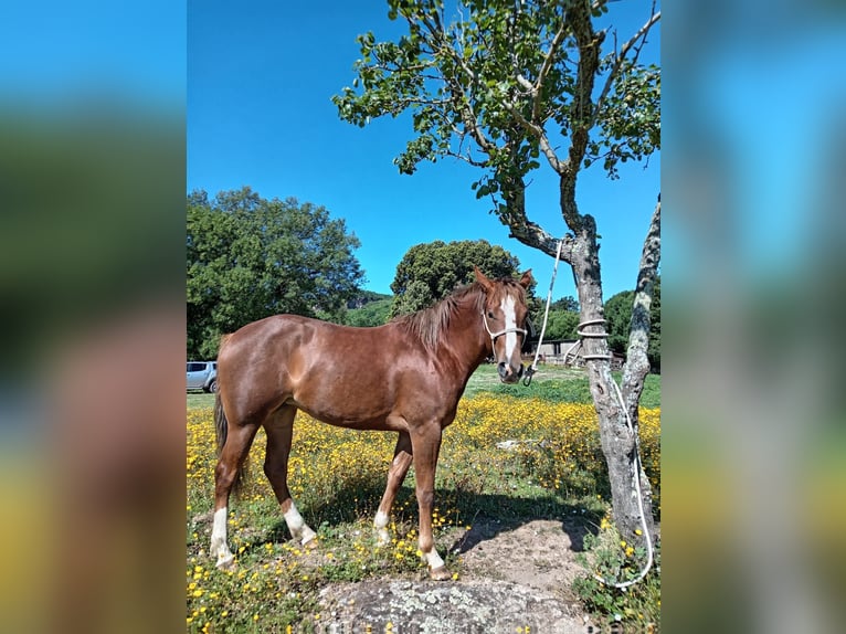American Quarter Horse Mare 2 years Chestnut-Red in Allumiere