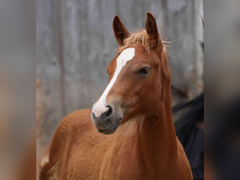 American Quarter Horse Mare 2 years Chestnut-Red in Biberach an der Ri&#xDF;