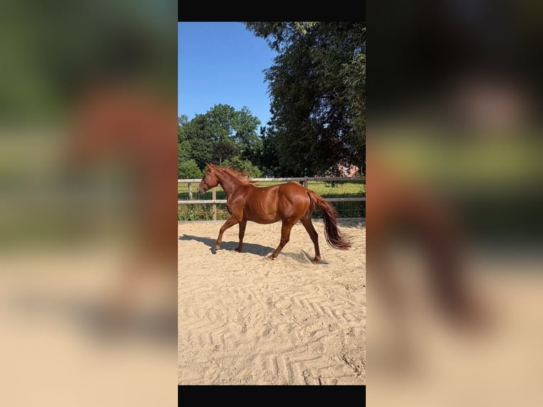 American Quarter Horse Mare 2 years Chestnut-Red in WalsrodeWalsrode