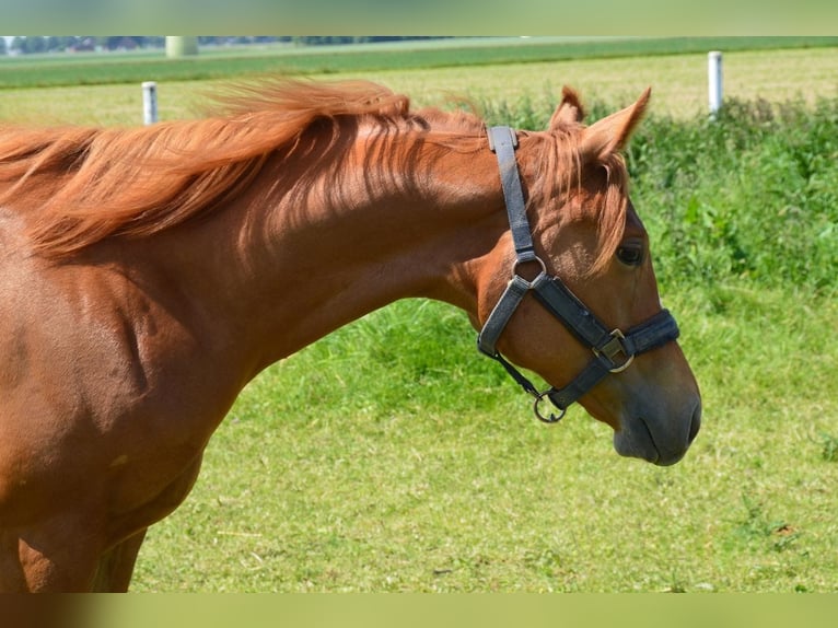 American Quarter Horse Mare 2 years Chestnut-Red in Uedem