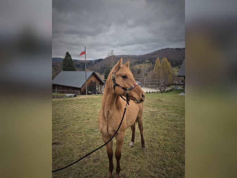 American Quarter Horse Mare 2 years Dun in Brenna
