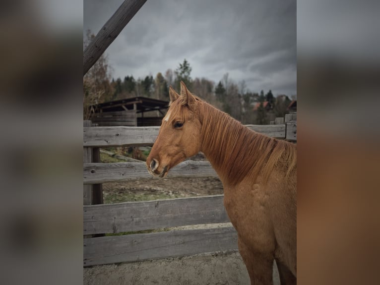 American Quarter Horse Mare 2 years Dun in Brenna