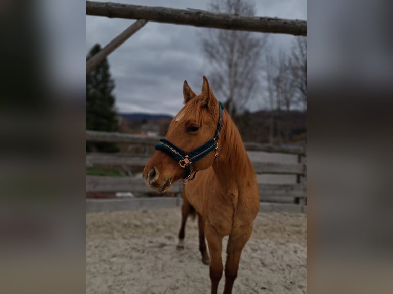 American Quarter Horse Mare 2 years Dun in Brenna