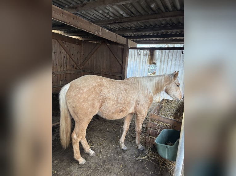 American Quarter Horse Mare 2 years Palomino in Durmersheim